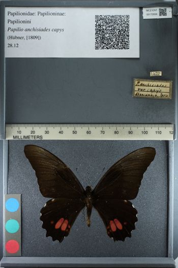 Media type: image;   Entomology 172656